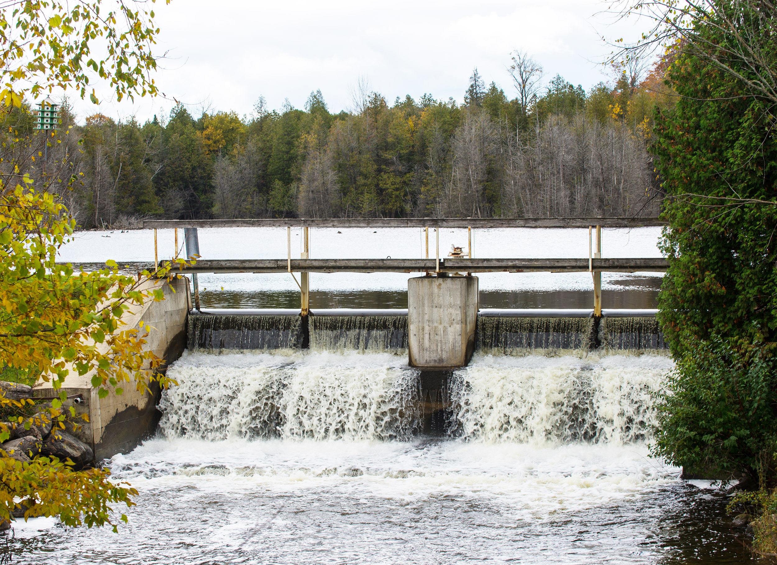 Small concrete dam with water flowing over it, backed by trees with autumn colours.