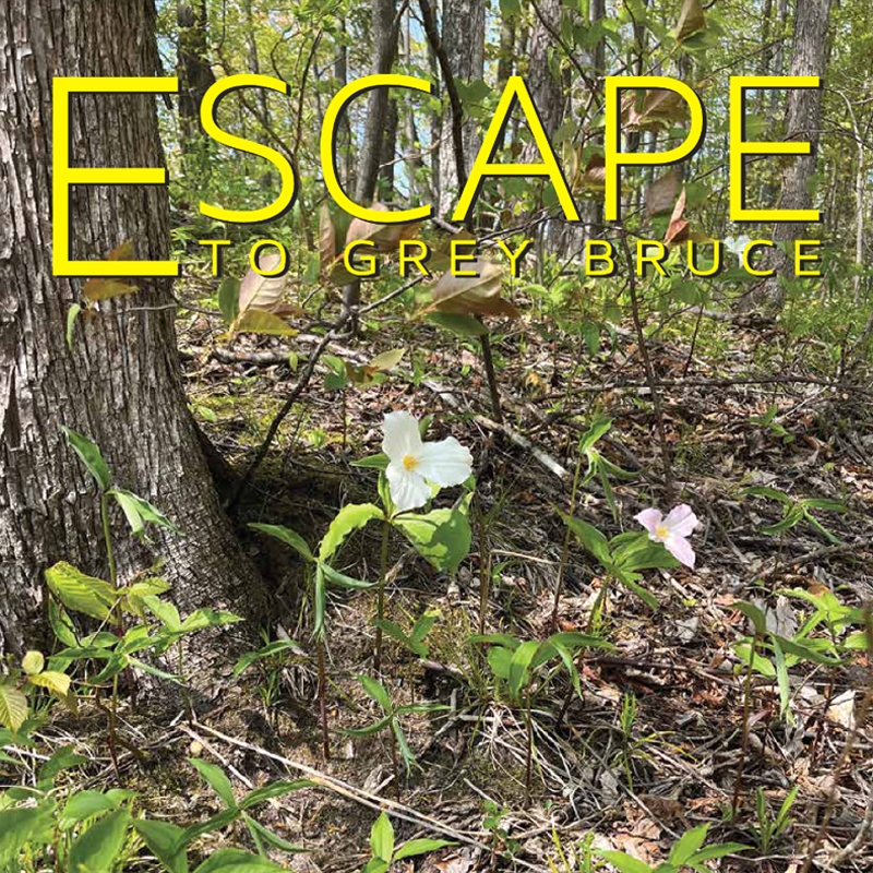 Cover of Excape to Grey Bruce magazine featuring image of a forest floor.