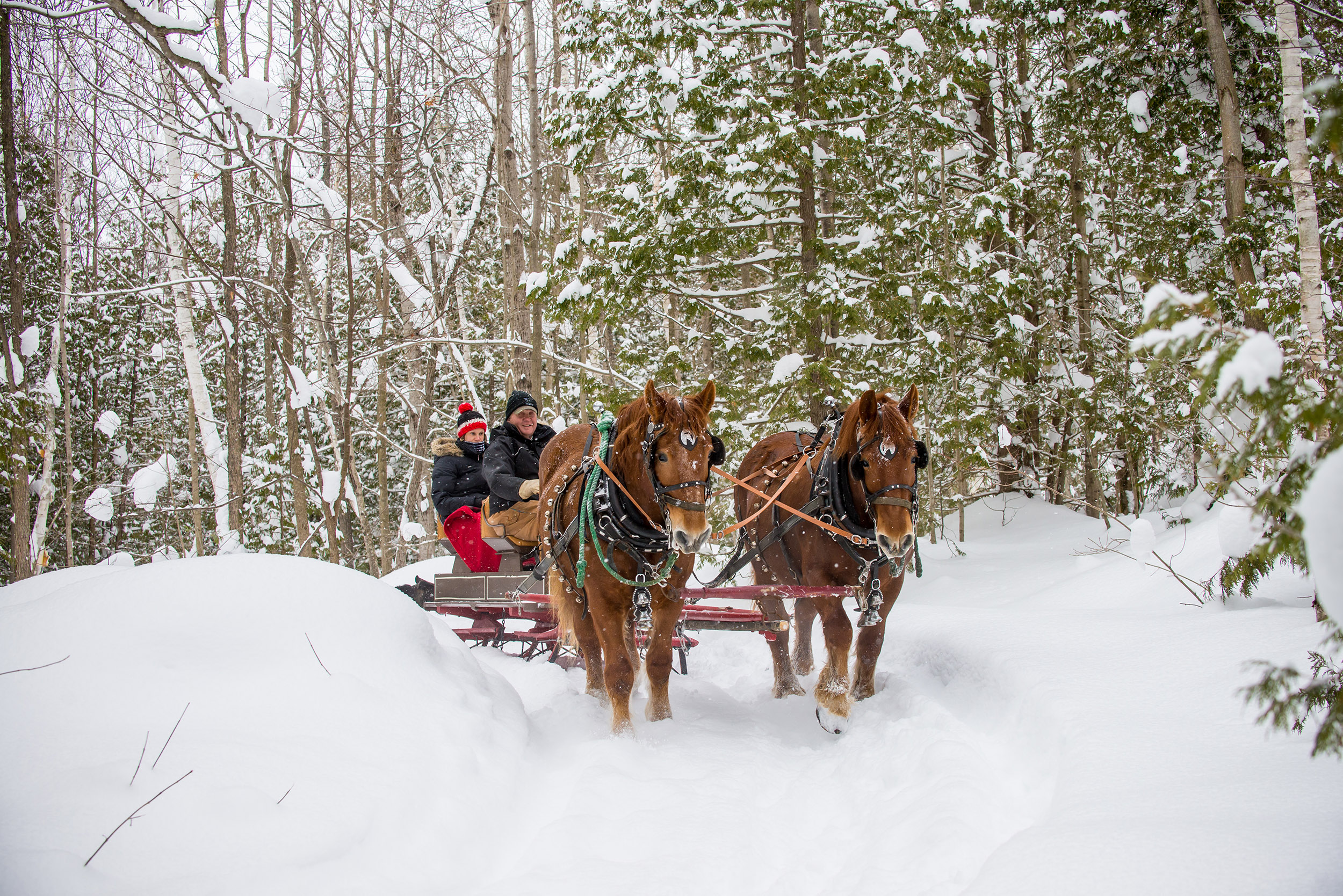Two horses pull a sleigh with bundled passengers through a snowy forest trail.