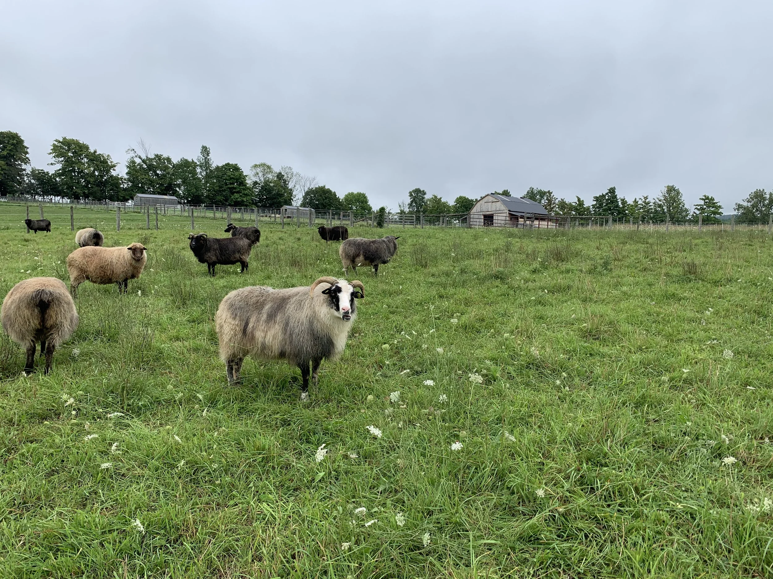 Image shows multiple sheep which live in the Kimber Valley Farm. There are trees in the background with a grey sky and green grass. 