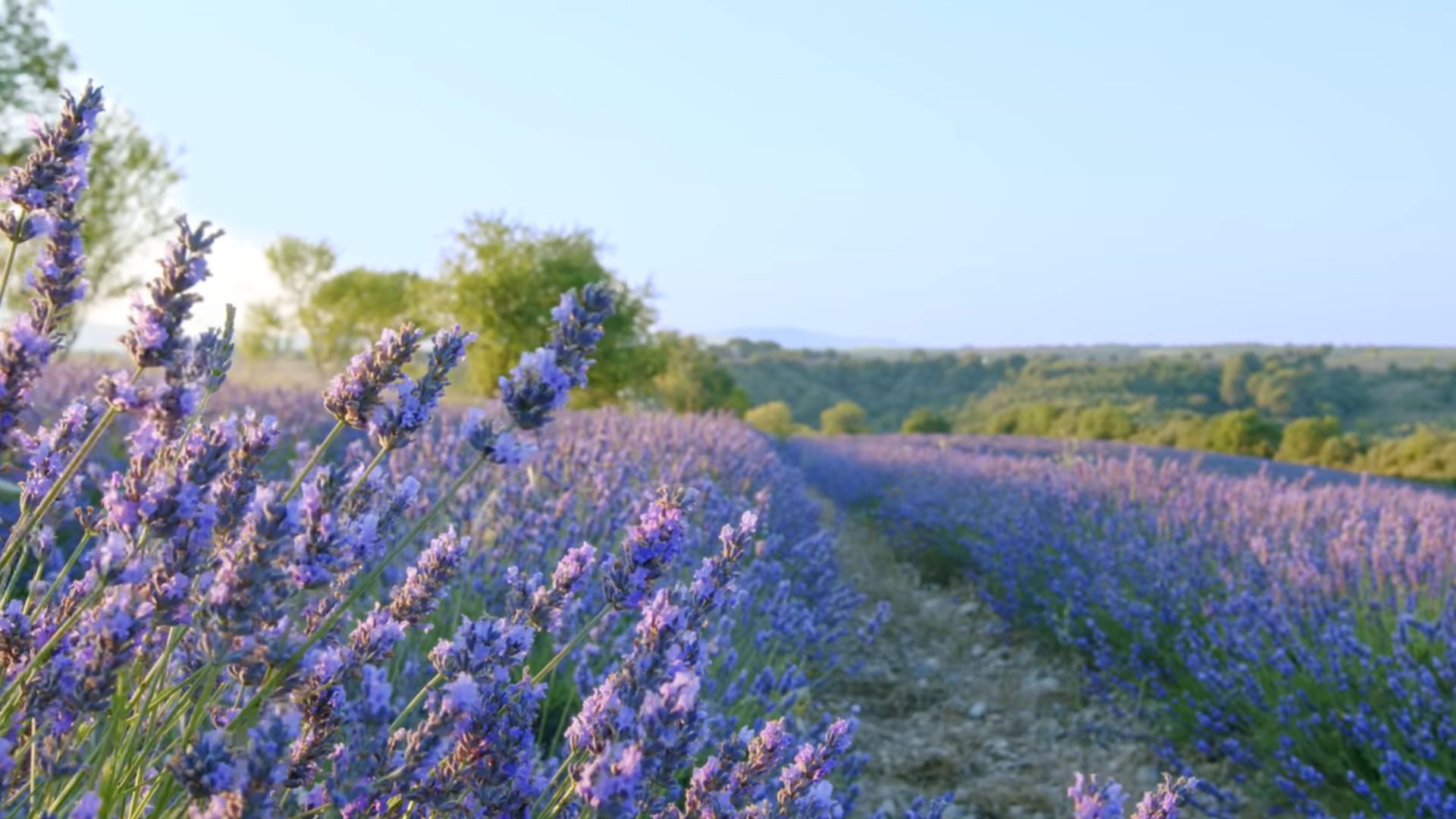 Image shows two rows of a lavender farm with trees far in the background and a blue sky