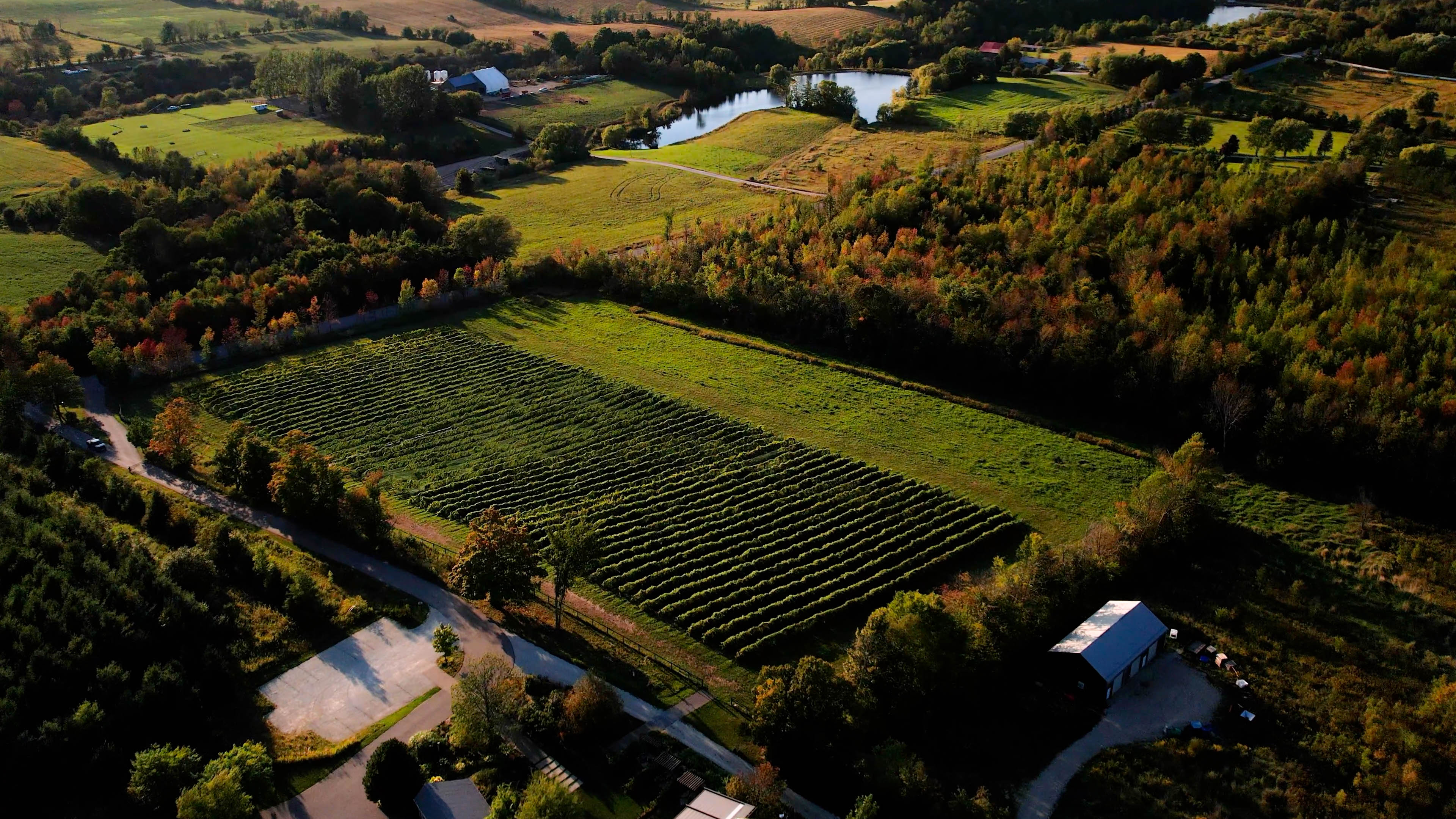 Aerial view of a vineyard in rural setting, surrounded by forests, fields, and gently rolling hills. 