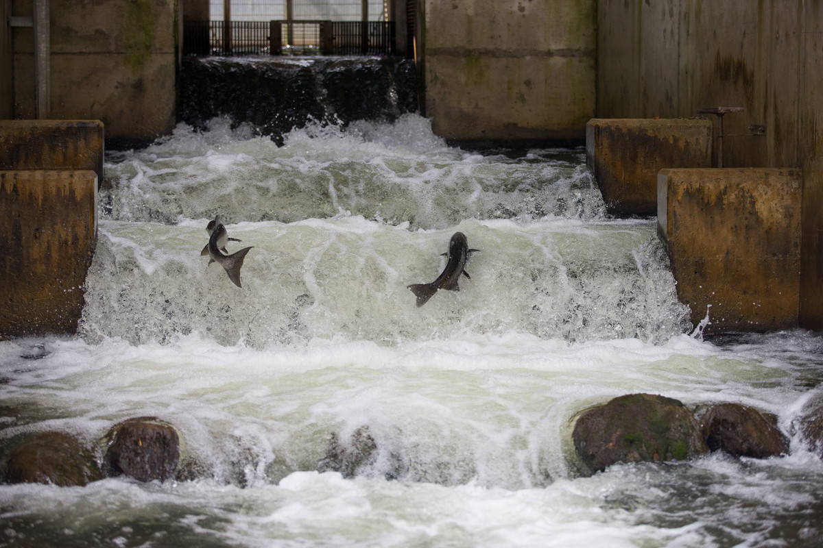 Photo showing two salmon jumping up the fish ladder