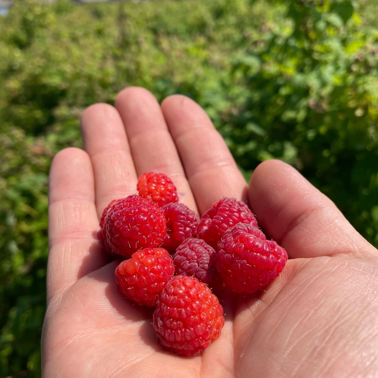 Close shot of a hand holding several raspberries.