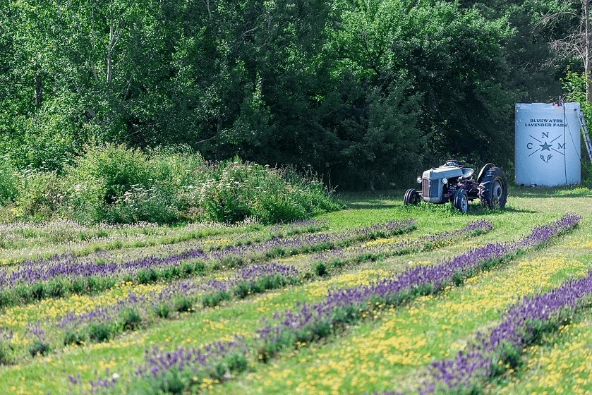 Rows of lavender growing outdoors. An antique tractor in the background.