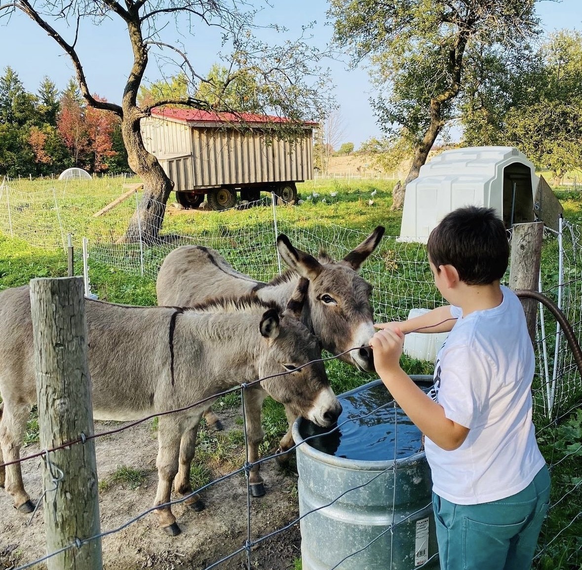 A child reaches out toward two donkeys at a water tub.