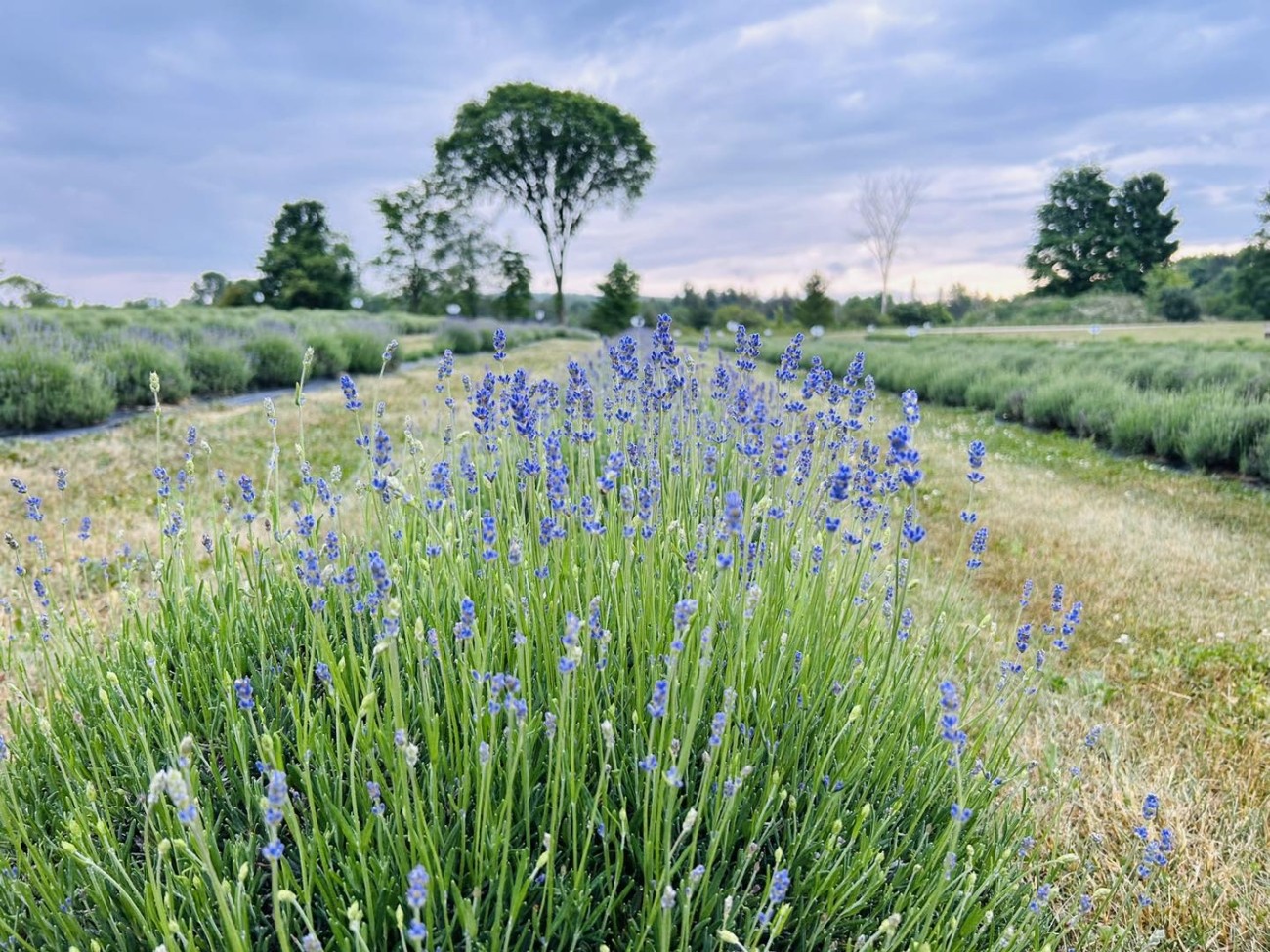 Close shot of lavender growing outdoors.