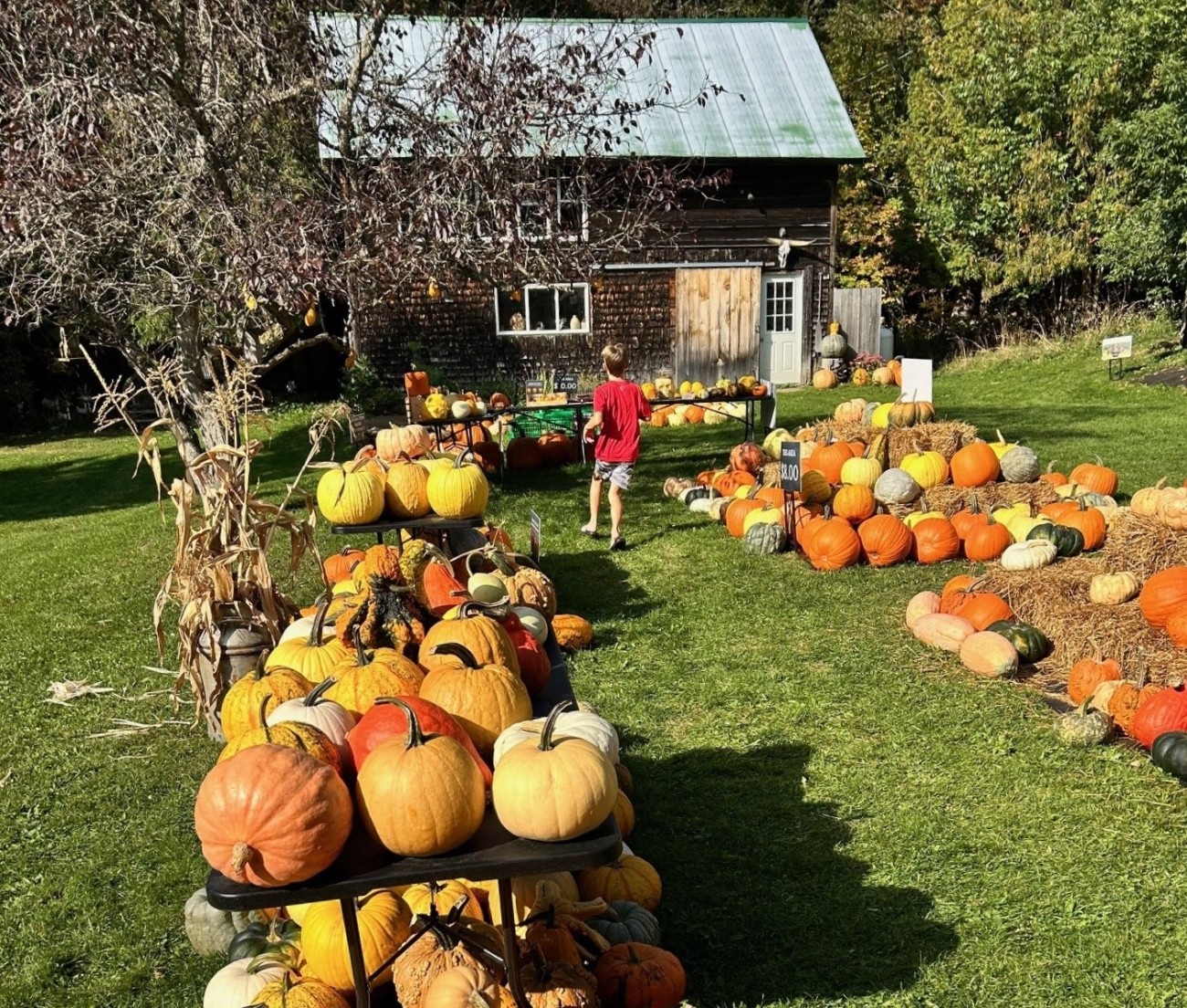 A child runs between displays of pumpkins and gourds.