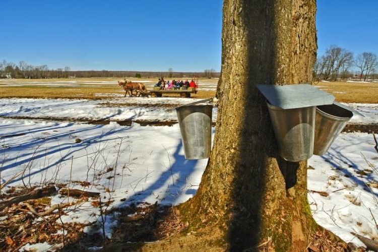 A maple tree with syrup buckets in near foreground, horse drawn wagon with a group of people aboard in background.