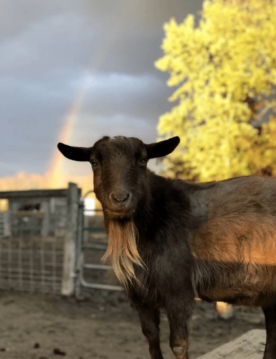 A goat stands in front of a fence, clouds and a rainbow in the sky.