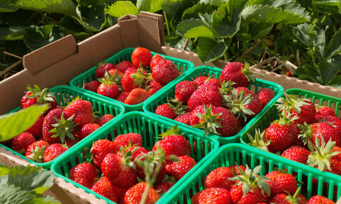A box holding six cartons of bright red strawberries.