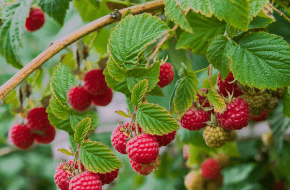 Close shot of raspberries on a bush.