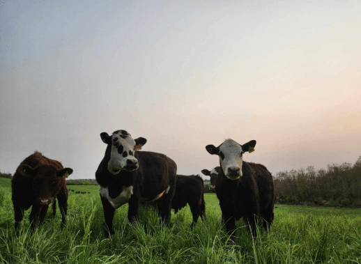 cows in a field 