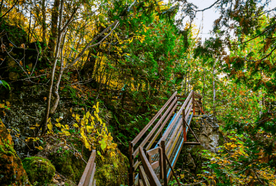 A wooden walkway in a forest setting.