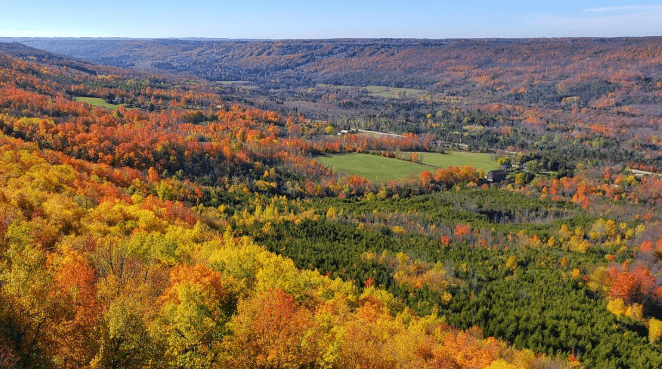 View with fall trees.