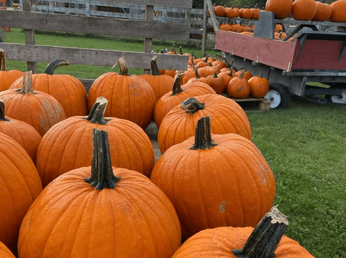 Pumpkins on wagons.