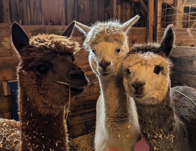 A trio of alpacas inside a barn.