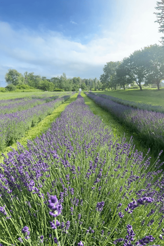 a row of lavender flowers in a field